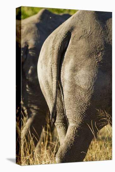 White Rhino Tail, Sabi Sabi Reserve, South Africa-Paul Souders-Premier Image Canvas