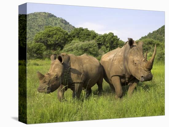 White Rhino, with Calf in Pilanesberg Game Reserve, South Africa-Steve & Ann Toon-Premier Image Canvas