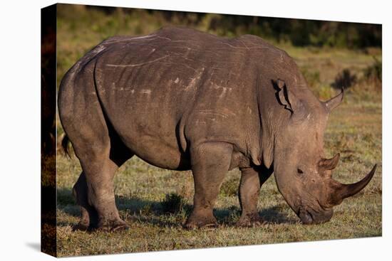 White Rhino-Howard Ruby-Premier Image Canvas