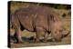 White Rhino-Howard Ruby-Premier Image Canvas