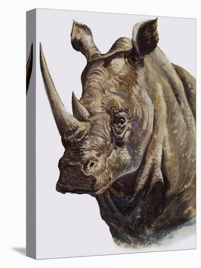 White Rhinoceros, 1980-English School-Premier Image Canvas