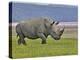 White Rhinoceros and Lesser Flamingos, Lake Nakuru National Park, Kenya-Adam Jones-Premier Image Canvas