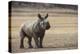 White Rhinoceros Calf (Ceratotherium Simum) Great Karoo. Private Reserve-Pete Oxford-Premier Image Canvas