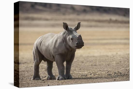 White Rhinoceros Calf, Great Karoo, Private Reserve, South Africa-Pete Oxford-Premier Image Canvas