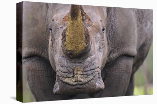 White Rhinoceros (Ceratotherium Simum) Close Up Portrait, Imfolozi National Park, South Africa-Staffan Widstrand-Premier Image Canvas