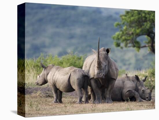White Rhinoceros (Ceratotherium Simum), Hluhluwe Umfolozi Park, Kwazulu Natal, South Africa, Africa-Ann & Steve Toon-Premier Image Canvas