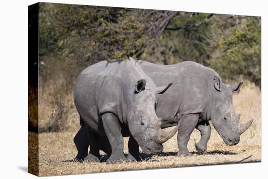 White rhinoceros (Ceratotherium simum), Kalahari, Botswana, Africa-Sergio Pitamitz-Premier Image Canvas