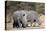 White rhinoceros (Ceratotherium simum), Kalahari, Botswana, Africa-Sergio Pitamitz-Premier Image Canvas