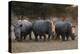 White rhinoceros (Ceratotherium simum), Kalahari, Botswana, Africa-Sergio Pitamitz-Premier Image Canvas