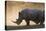 White rhinoceros (Ceratotherium simum), Kalahari, Botswana, Africa-Sergio Pitamitz-Premier Image Canvas