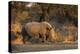 White rhinoceros (Ceratotherium simum), Kalahari, Botswana, Africa-Sergio Pitamitz-Premier Image Canvas