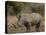 White Rhinoceros (Ceratotherium Simum), Kruger National Park, South Africa, Africa-James Hager-Premier Image Canvas