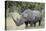 White Rhinoceros (Ceratotherium Simum), Kruger National Park, South Africa, Africa-James Hager-Premier Image Canvas