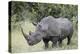 White Rhinoceros (Ceratotherium Simum), Kruger National Park, South Africa, Africa-James Hager-Premier Image Canvas