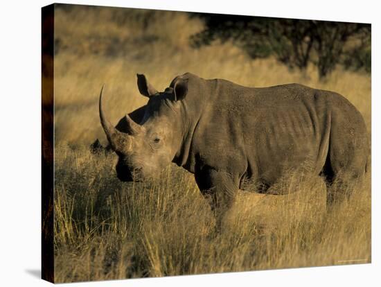 White Rhinoceros, Ceratotherium Simum, Namibia, Africa-Thorsten Milse-Premier Image Canvas