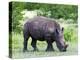 White Rhinoceros (Ceratotherium Simum), Namibia, Africa-Nico Tondini-Premier Image Canvas