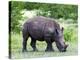 White Rhinoceros (Ceratotherium Simum), Namibia, Africa-Nico Tondini-Premier Image Canvas