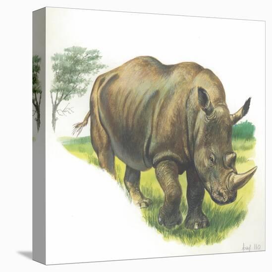 White Rhinoceros Ceratotherium Simum-null-Premier Image Canvas