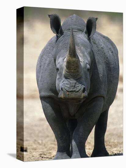 White Rhinoceros, Etosha National Park Namibia Southern Africa-Tony Heald-Premier Image Canvas