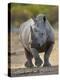 White Rhinoceros Etosha Np, Namibia January-Tony Heald-Premier Image Canvas
