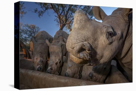 White rhinoceros five calves, orphaned from poaching, feeding from a trough, South Africa-Neil Aldridge-Premier Image Canvas