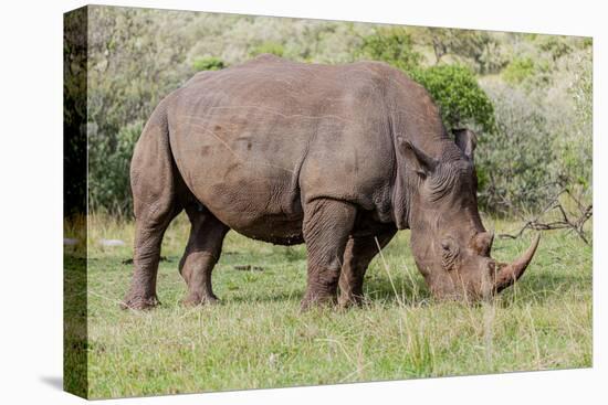 White rhinoceros grazing among foothills in the Masai Mara, Kenya, Africa.-Larry Richardson-Premier Image Canvas