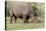 White rhinoceros grazing among foothills in the Masai Mara, Kenya, Africa.-Larry Richardson-Premier Image Canvas