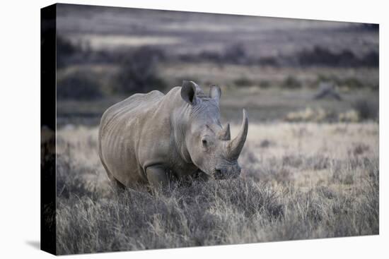 White Rhinoceros, Great Karoo Private Reserve, South Africa-Pete Oxford-Premier Image Canvas