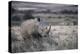 White Rhinoceros, Great Karoo Private Reserve, South Africa-Pete Oxford-Premier Image Canvas