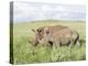 White Rhinoceros, Kenya-Martin Zwick-Premier Image Canvas