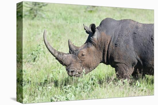 White Rhinoceros, Kenya-Martin Zwick-Premier Image Canvas