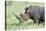 White Rhinoceros, Kenya-Martin Zwick-Premier Image Canvas