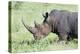 White Rhinoceros, Kenya-Martin Zwick-Premier Image Canvas