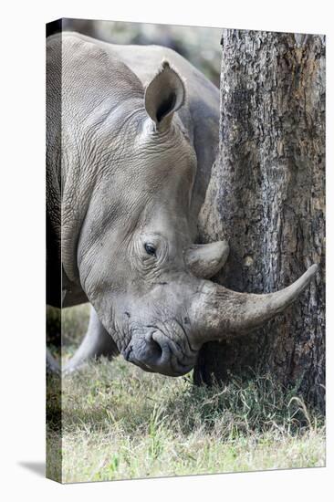 White Rhinoceros, Kenya-Martin Zwick-Premier Image Canvas