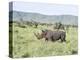White Rhinoceros, Kenya-Martin Zwick-Premier Image Canvas