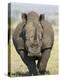 White Rhinoceros, Kruger National Park, South Africa, Africa-James Hager-Premier Image Canvas