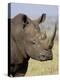 White Rhinoceros, Kruger National Park, South Africa, Africa-James Hager-Premier Image Canvas