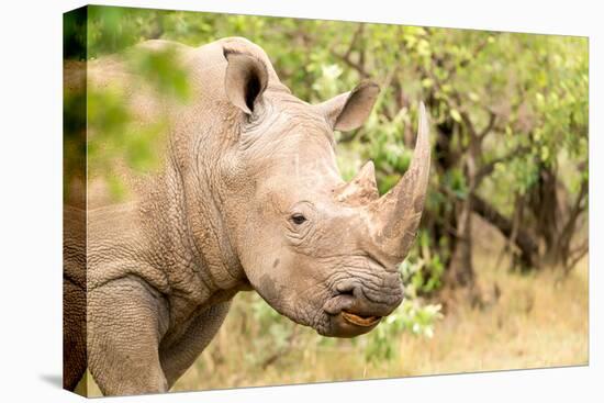 White rhinoceros, Masai Mara, Kenya, East Africa, Africa-Karen Deakin-Premier Image Canvas