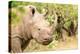 White rhinoceros, Masai Mara, Kenya, East Africa, Africa-Karen Deakin-Premier Image Canvas