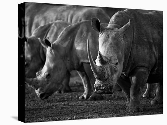 White Rhinoceros or Square-Lipped Rhinoceros Which Is One of the Few Remaining Megafauna Species-Mark Hannaford-Premier Image Canvas