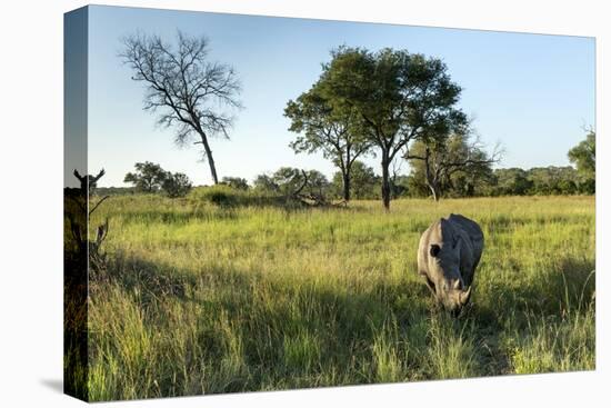 White Rhinoceros, Sabi Sabi Reserve, South Africa-Paul Souders-Premier Image Canvas