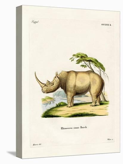 White Rhinoceros-null-Premier Image Canvas