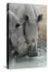 White Rhinos (Ceratotherium Simum) Drinking, Mkhuze Game Reserve, Kwazulu-Natal, South Africa-Ann & Steve Toon-Premier Image Canvas