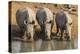 White Rhinos (Ceratotherium Simum) Drinking, Mkhuze Game Reserve, Kwazulu-Natal-Ann & Steve Toon-Premier Image Canvas