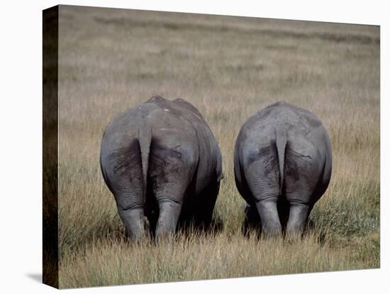 White Rhinos in African Plain, Kenya-Charles Sleicher-Premier Image Canvas