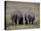 White Rhinos in African Plain, Kenya-Charles Sleicher-Premier Image Canvas