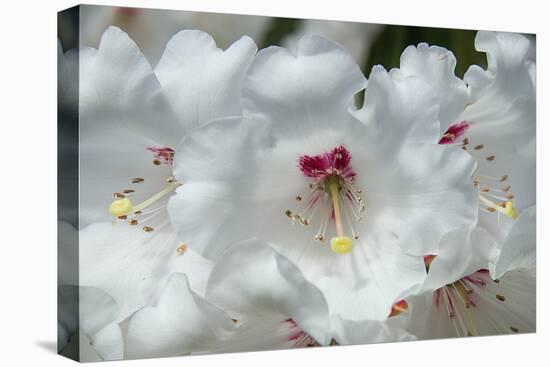 White Rhododendron-George Johnson-Stretched Canvas