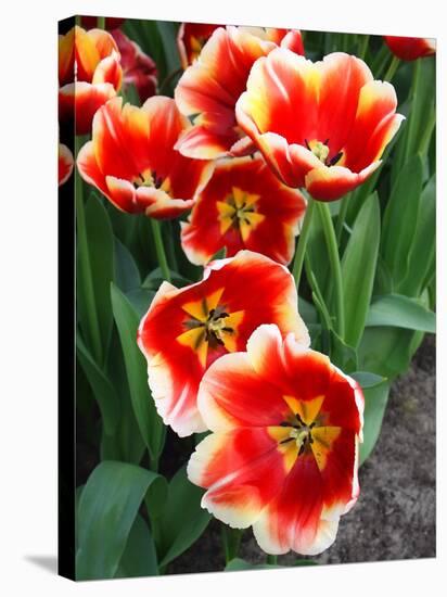 White Rimmed Red Tulips-Anna Miller-Premier Image Canvas