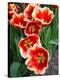 White Rimmed Red Tulips-Anna Miller-Premier Image Canvas