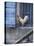 White Rooster on Window Ledge-Joerg Lehmann-Premier Image Canvas